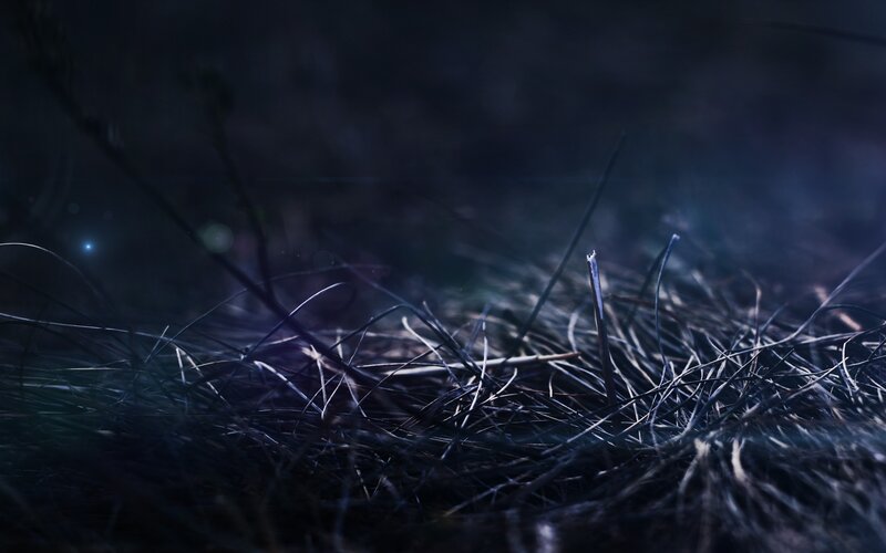 Pine Needles on Ground