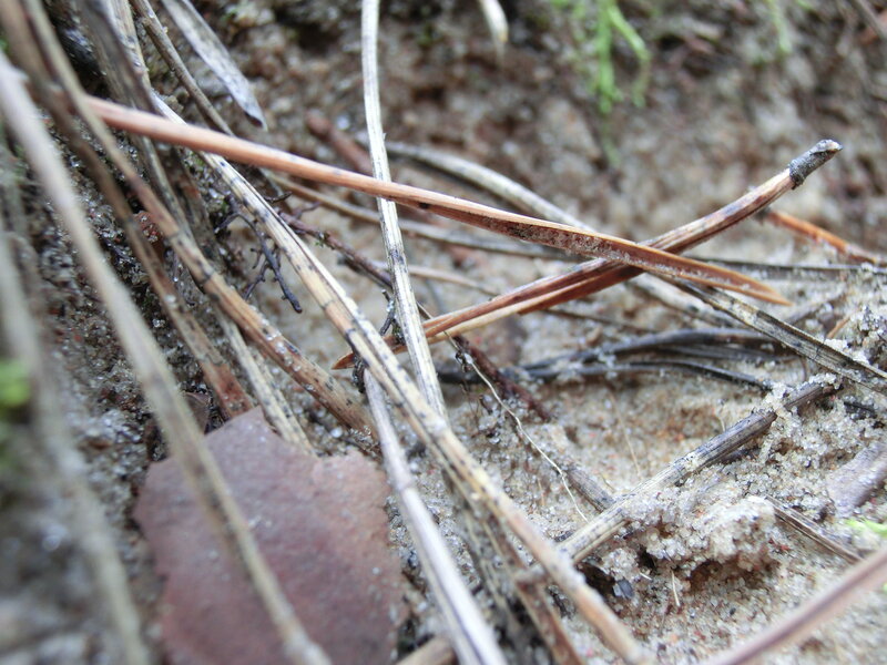Pine Needles on Sand