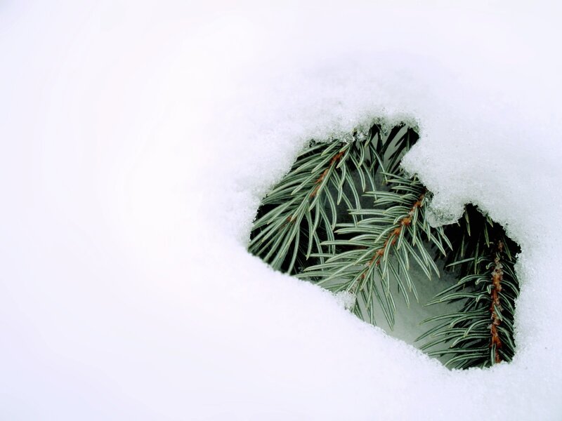 pine needles through snow