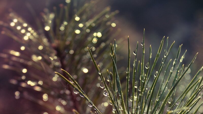 Pine needles with dew drops