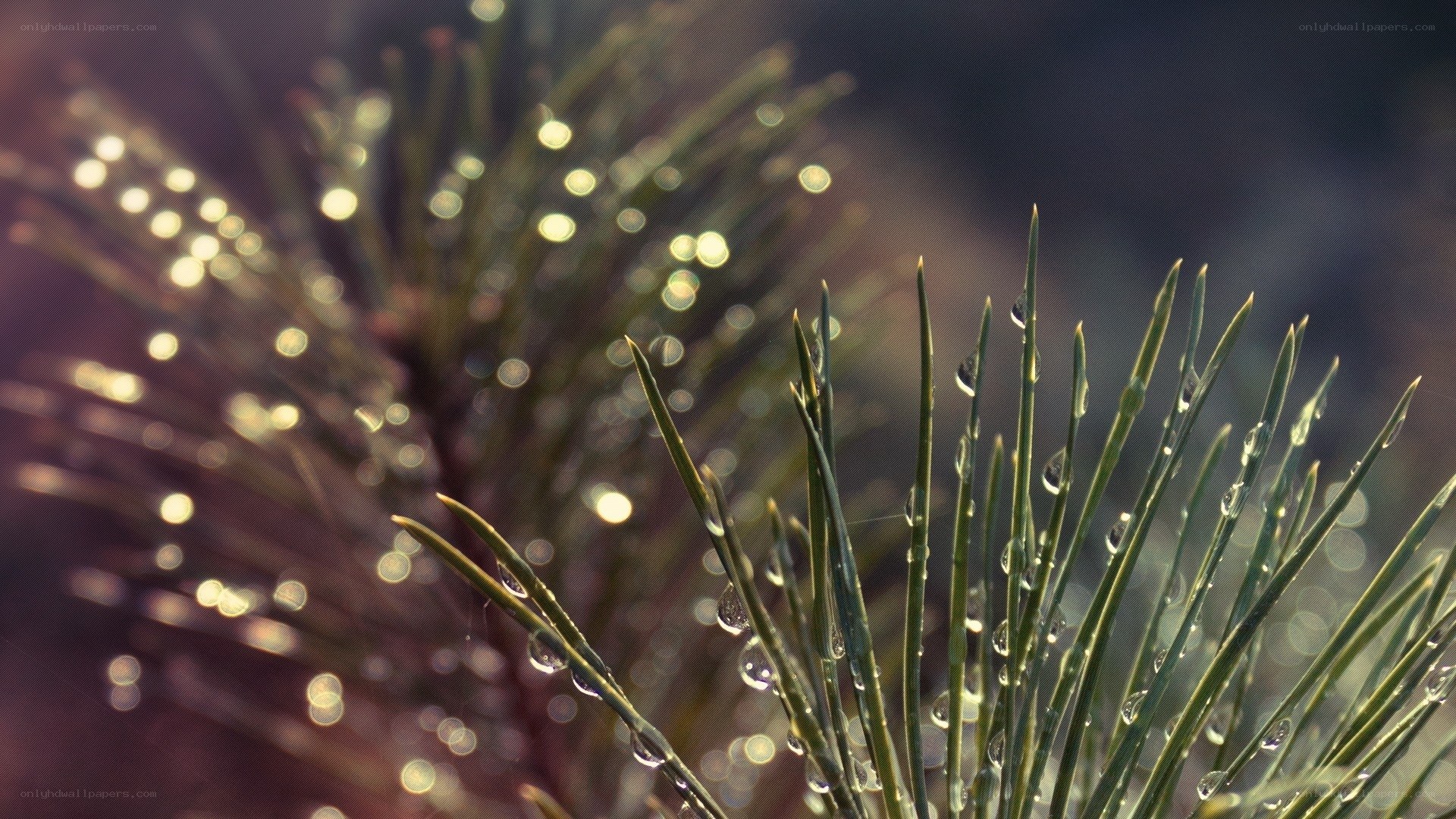 Pine needles with dew drops