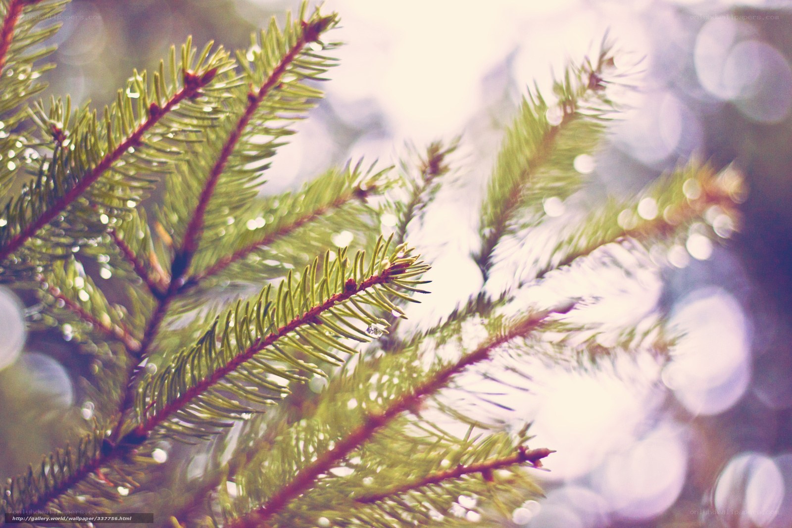 pine needles with dew drops