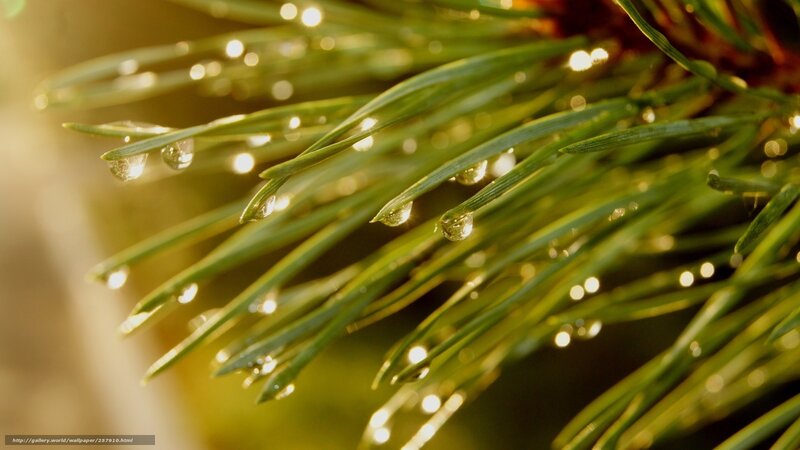 Pine needles with dew drops