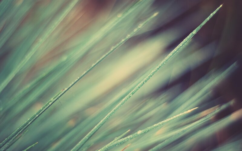 Pine Needles with Dew