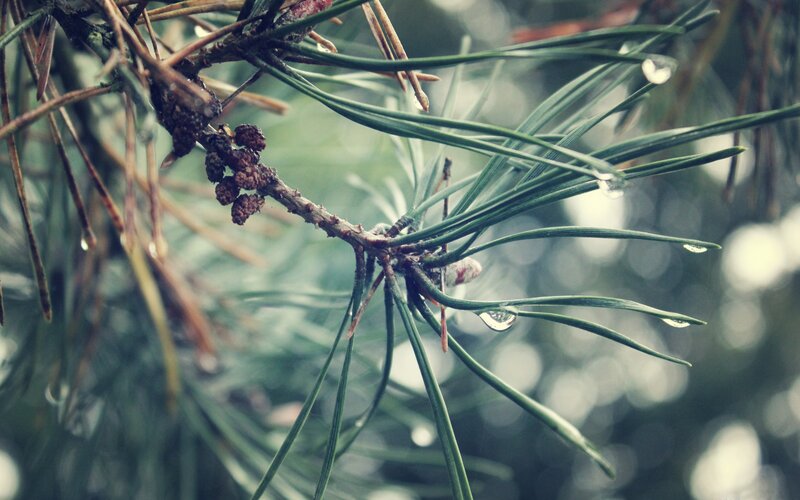 pine needles with raindrops