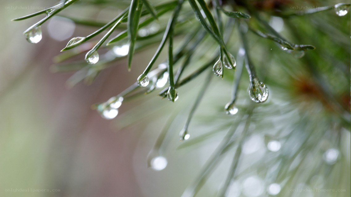Pine needles with raindrops