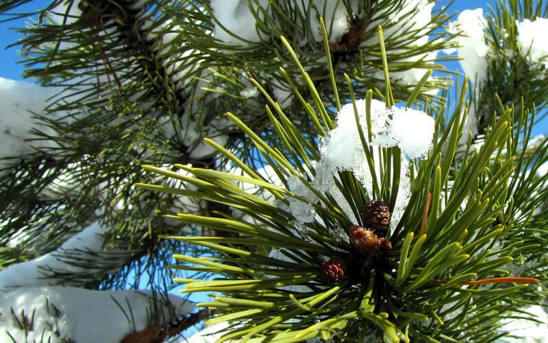 pine needles with snow