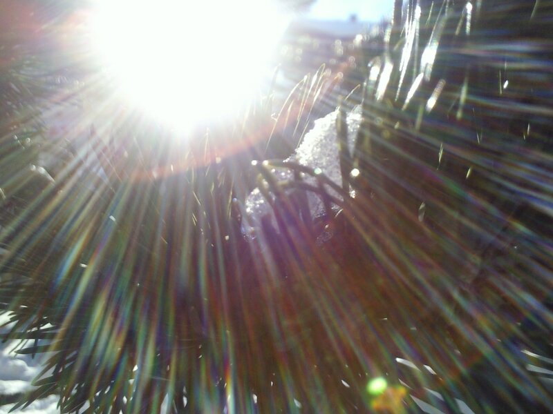 Pine Needles with Snow — Green, Bright