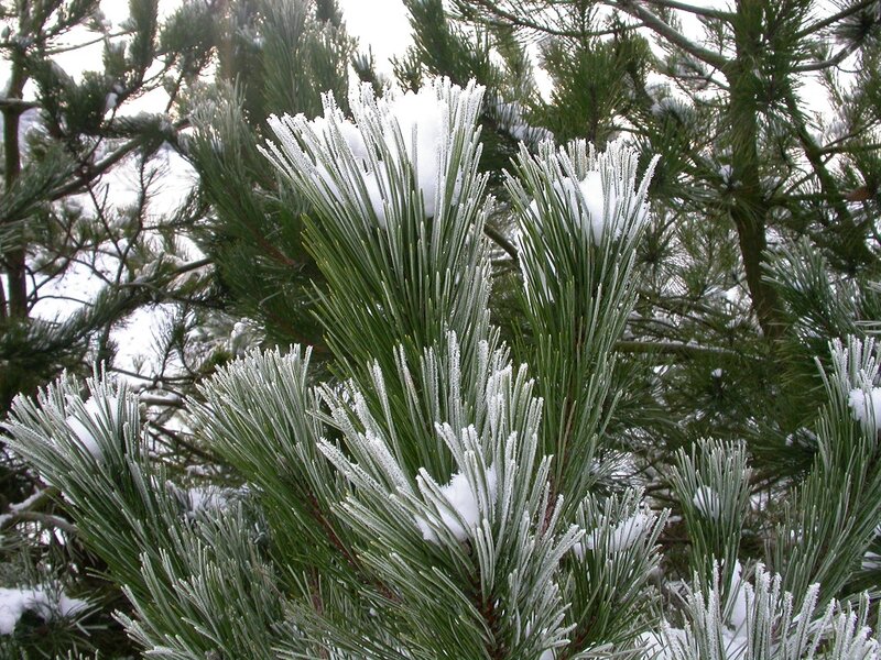 Pine Needles with Snow — Green, Calm