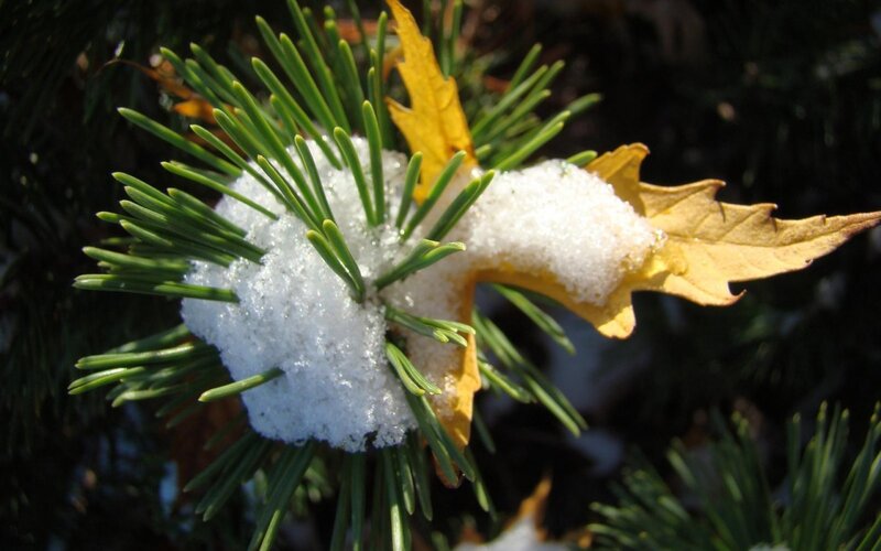 Pine Needles with Snow — Green