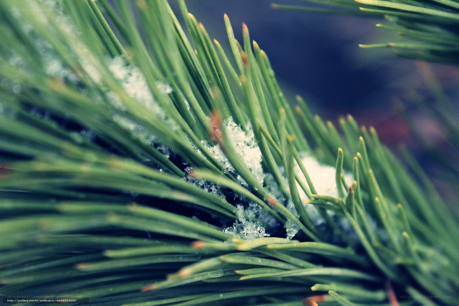 pine needles with snow