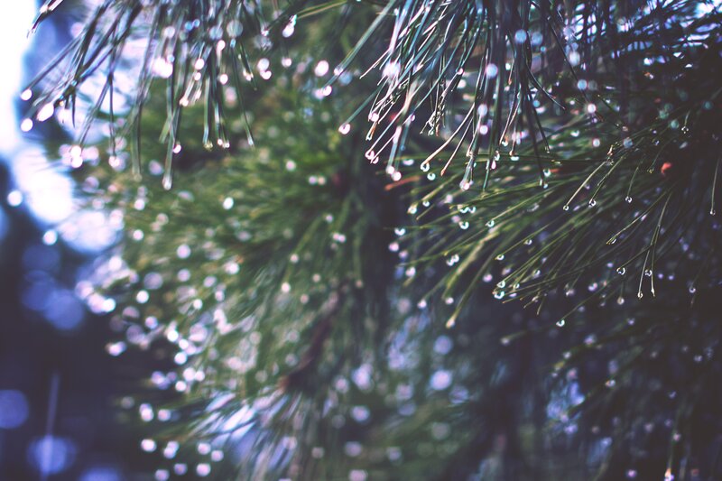 pine needles with water droplets