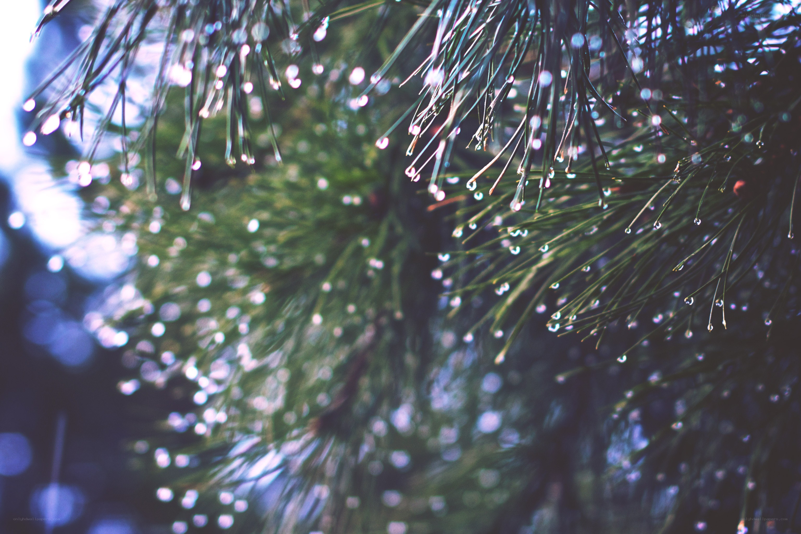 pine needles with water droplets