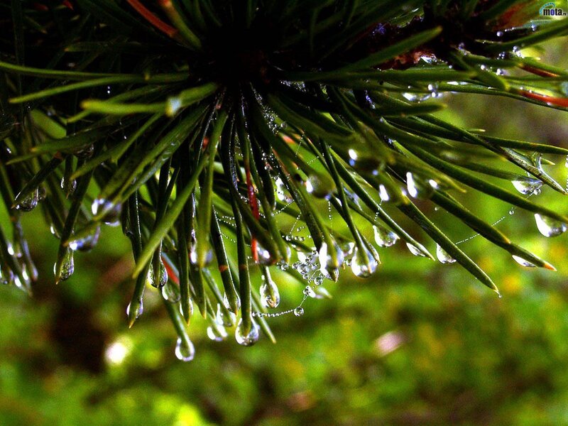 pine needles with water droplets