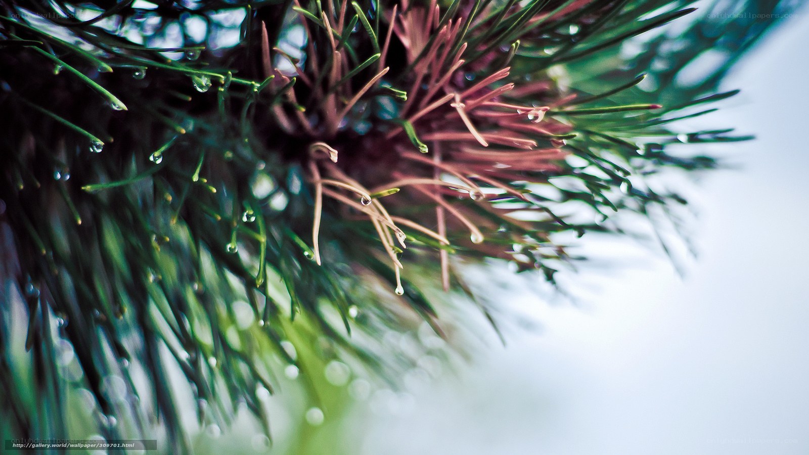 Pine needles with water droplets