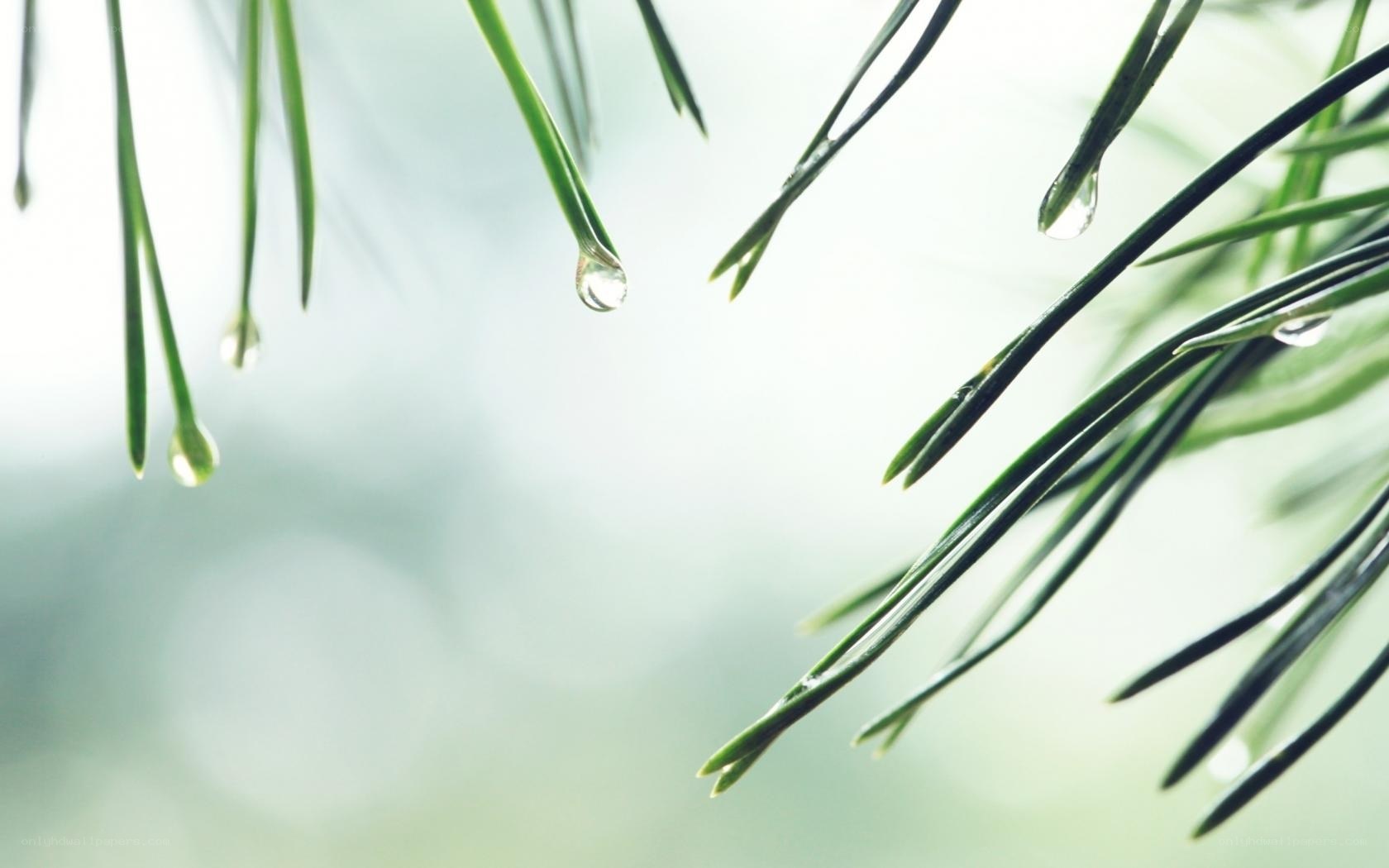 pine needles with water droplets