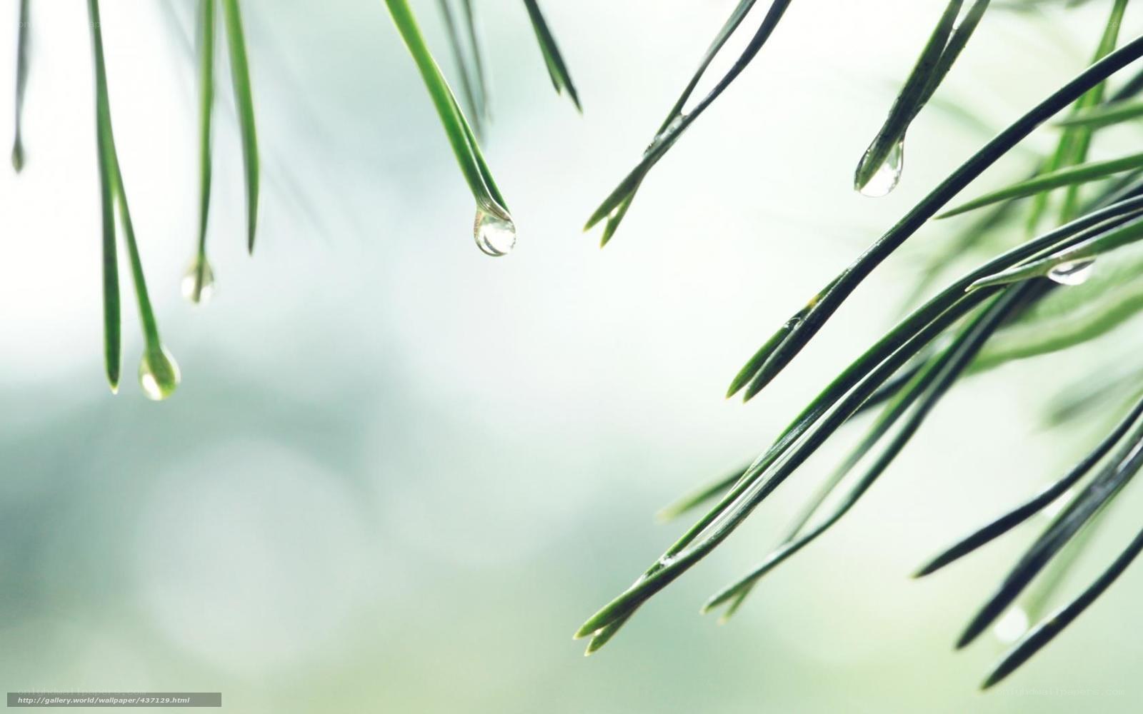 pine needles with water droplets