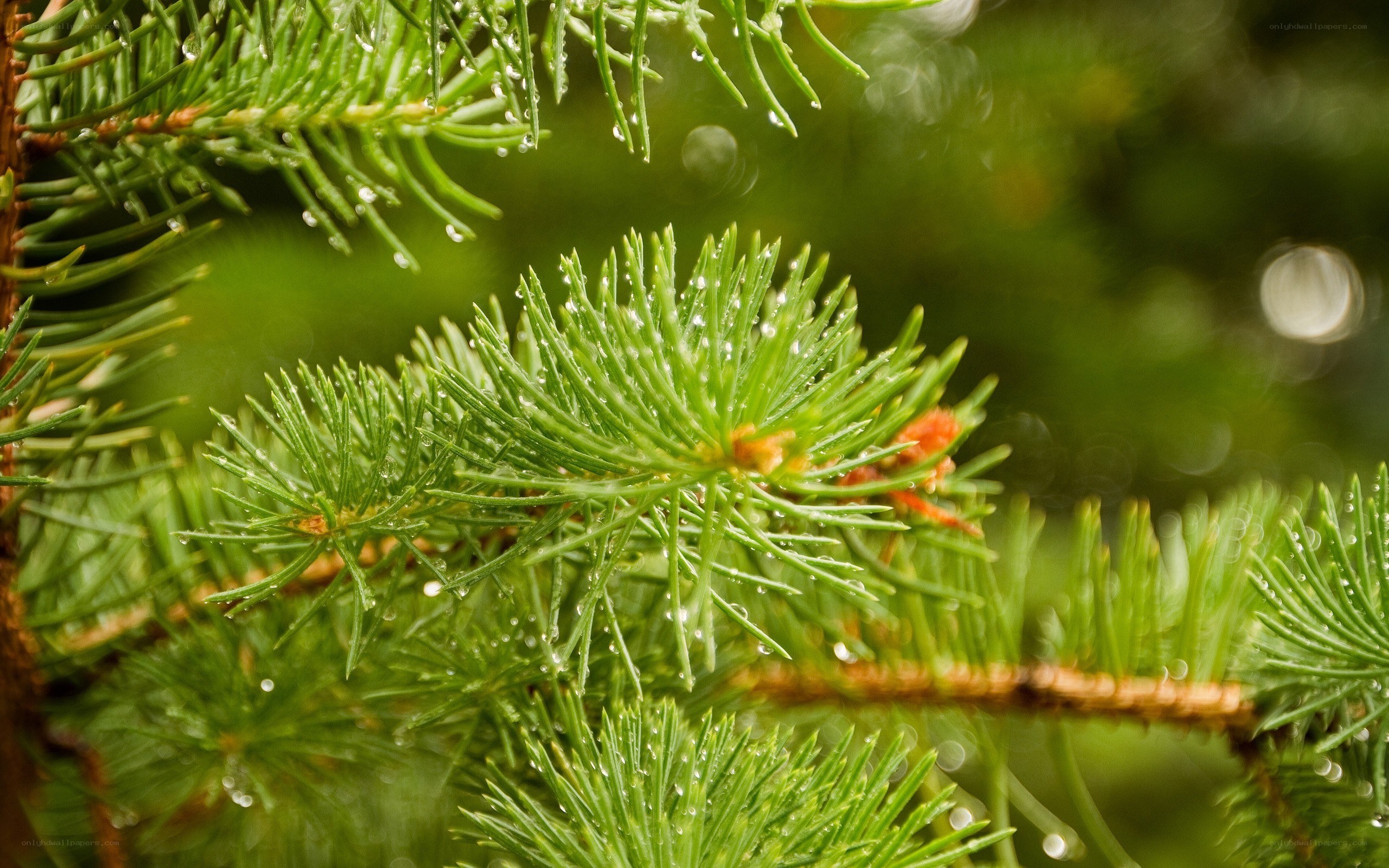 pine needles with water droplets