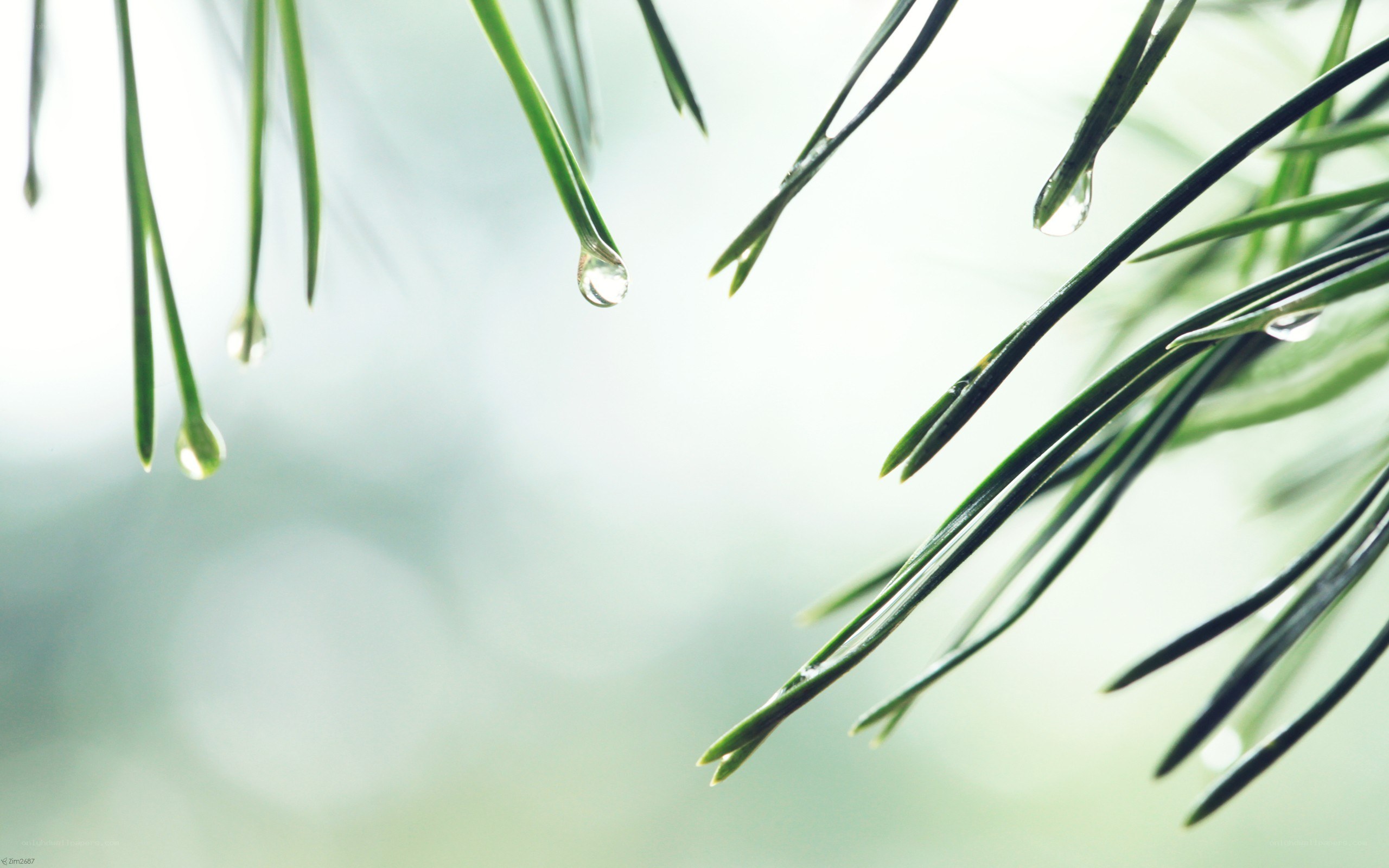 pine needles with water droplets