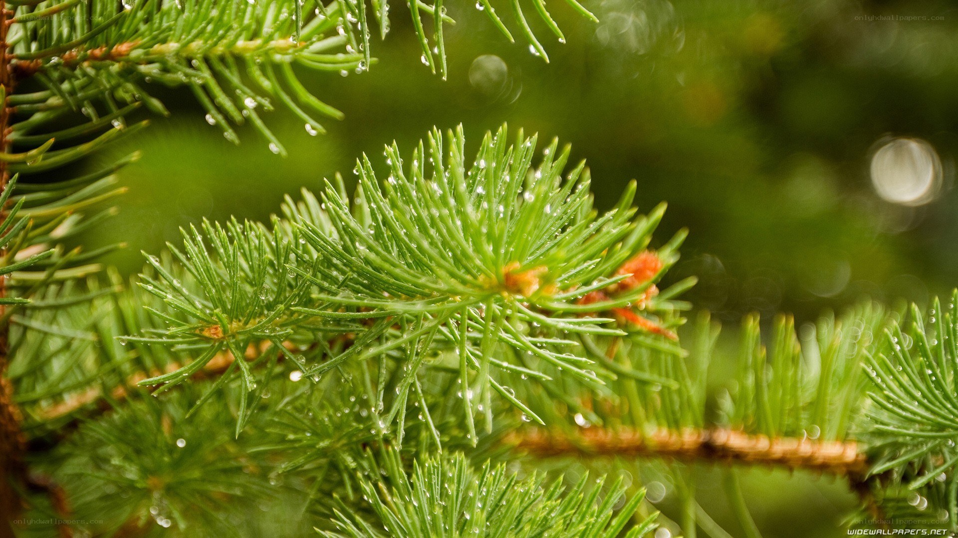 pine needles with water droplets