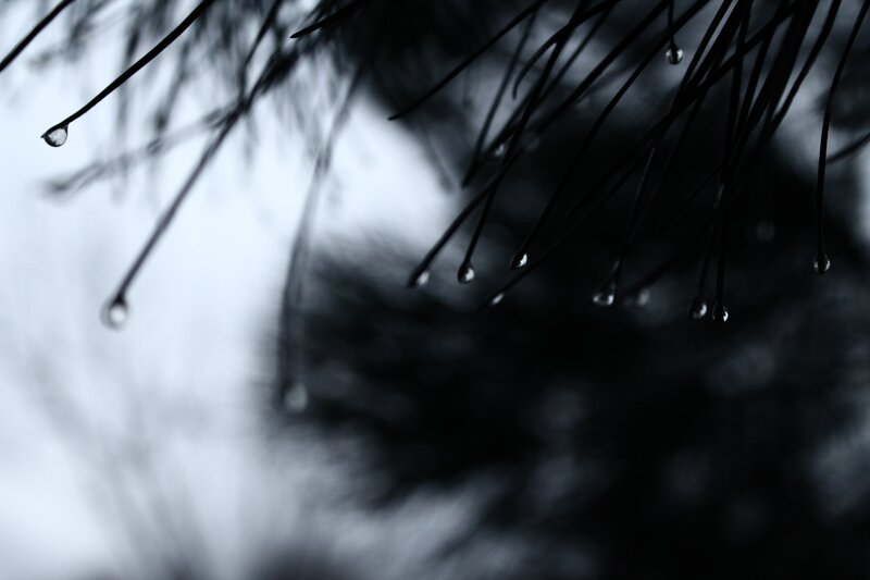 Pine Needles with Water Droplets — Black