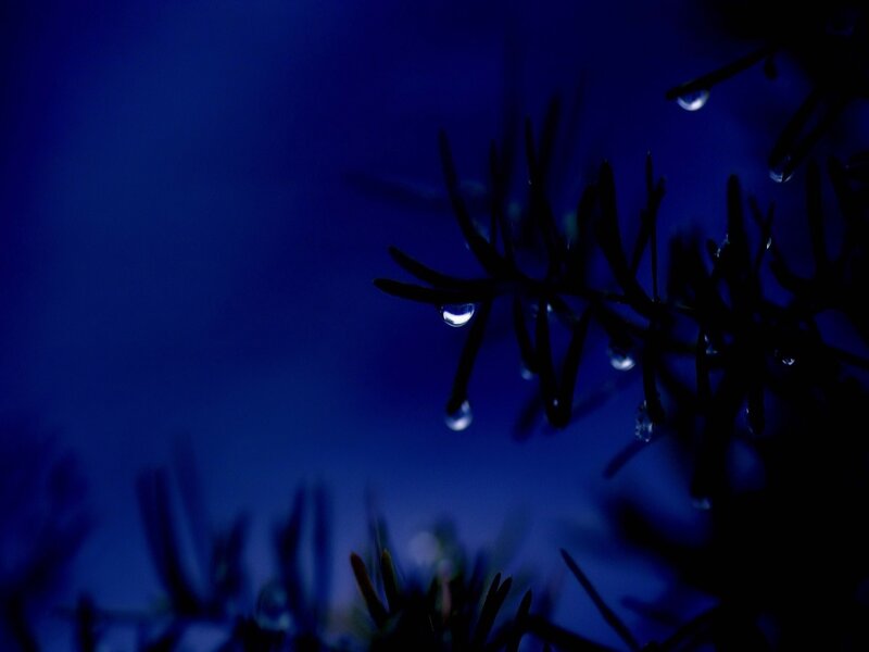 Pine Needles with Water Droplets — Blue, Serene, Night, Photograph
