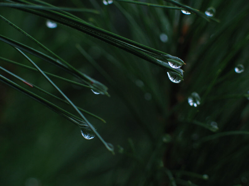 Pine Needles with Water Droplets — Green, Calm, Morning, Photograph