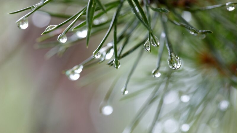 Pine Needles with Water Droplets — Green, Calm, Morning, Photograph, Water Droplets, Green Needles