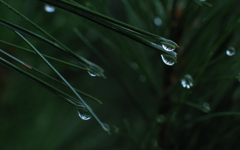Pine Needles with Water Droplets — Green, Calm, Night