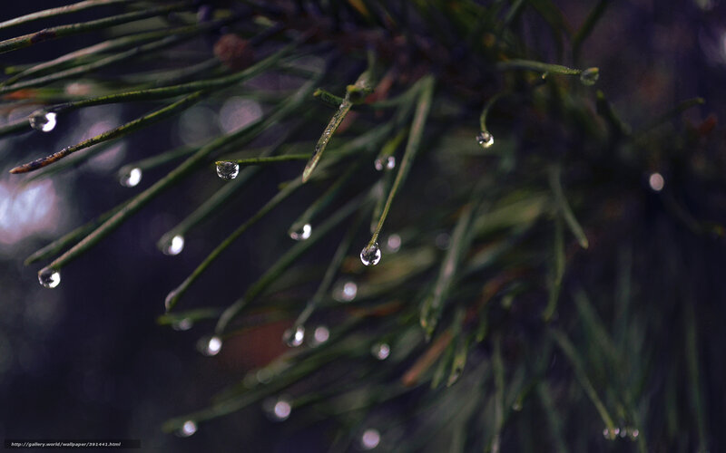 Pine Needles with Water Droplets — Green, Calm, Photograph