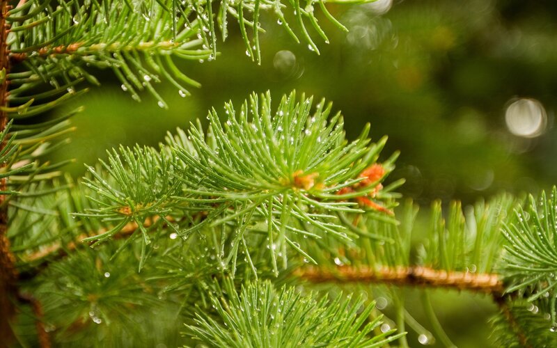 Pine Needles with Water Droplets — Green, Calm, Photograph, Water Droplets