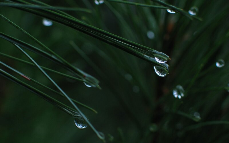 Pine Needles with Water Droplets — Green, Calm