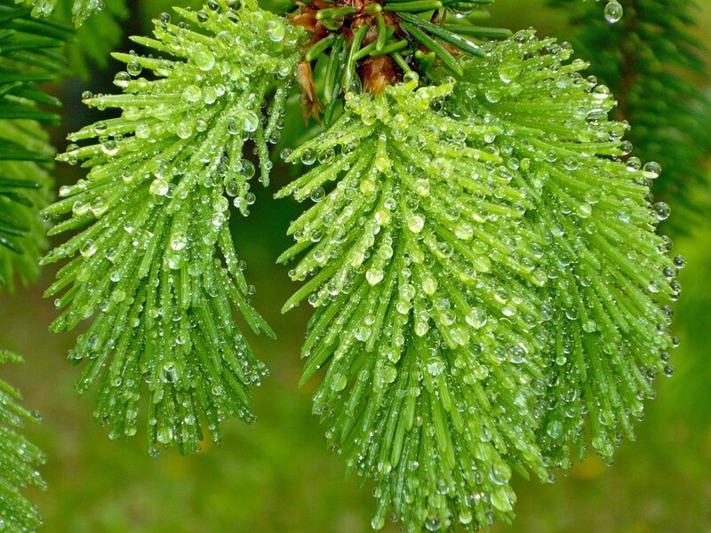 Pine Needles with Water Droplets — Green, Fresh