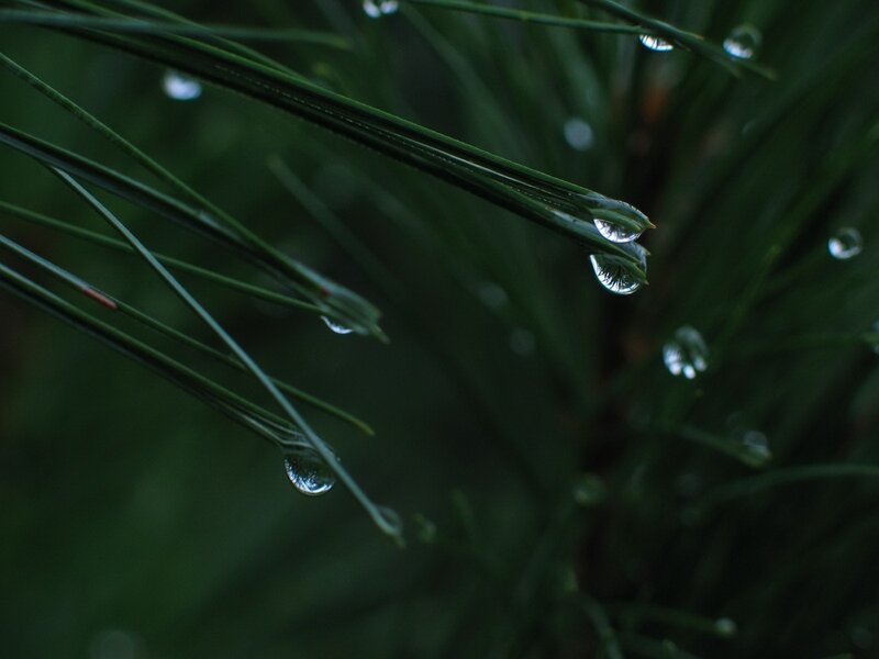 Pine Needles with Water Droplets — Green, Serene, Morning, Photograph