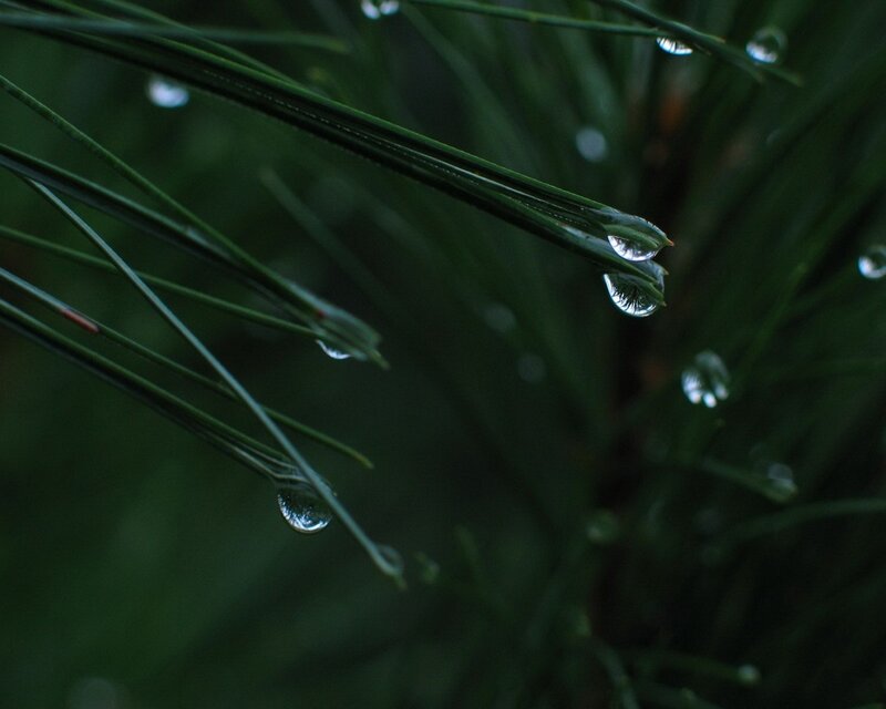 Pine Needles with Water Droplets — Green, Serene, Morning, Photograph, Water Droplets, Green Needles, Black