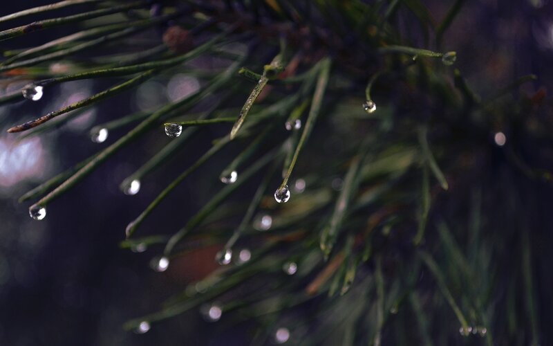 Pine Needles with Water Droplets — Green, Serene, Night
