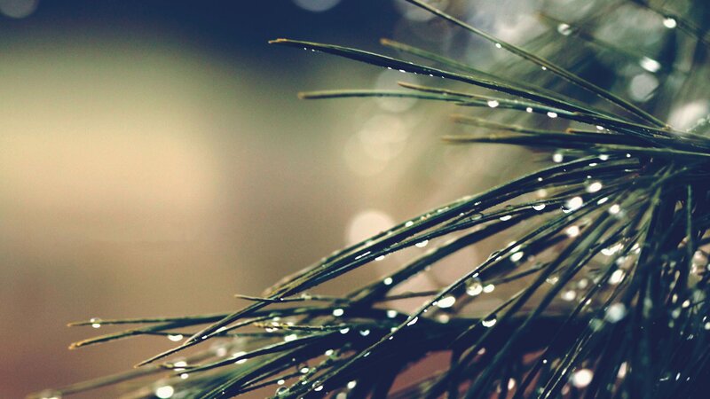 Pine Needles with Water Droplets — Green, Serene, Photograph, Water Droplets, Bokeh