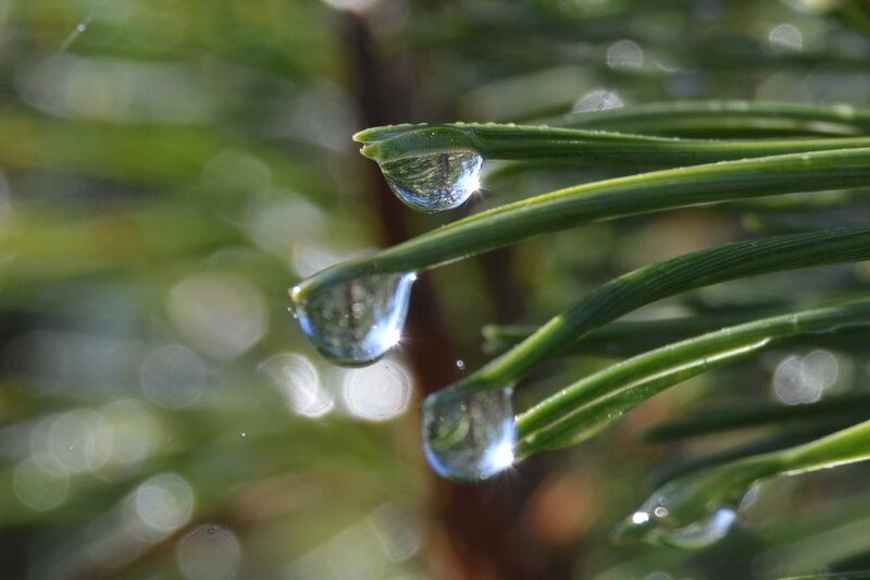 Pine Needles with Water Droplets — Green, Serene