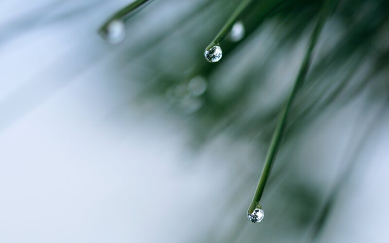 Pine Needles with Water Droplets — Green