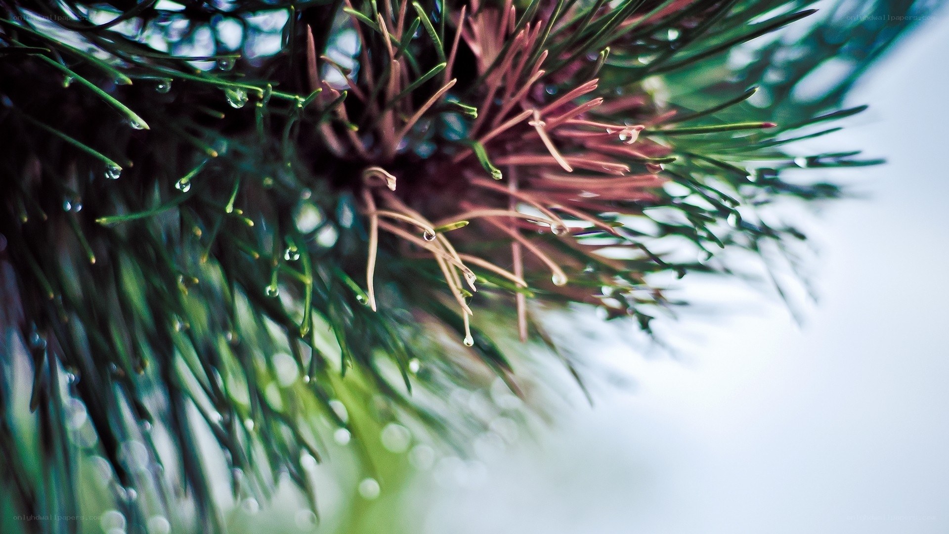 Pine needles with water droplets