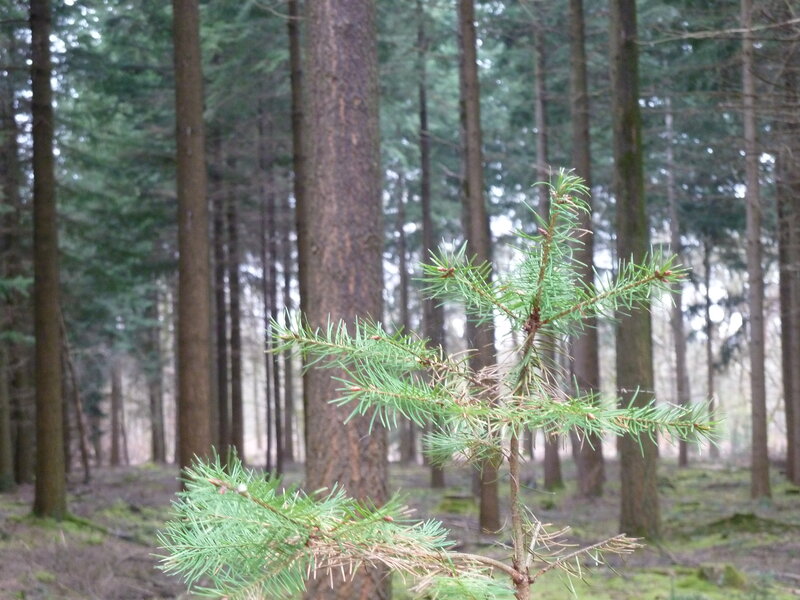 Pine Sapling in Forest