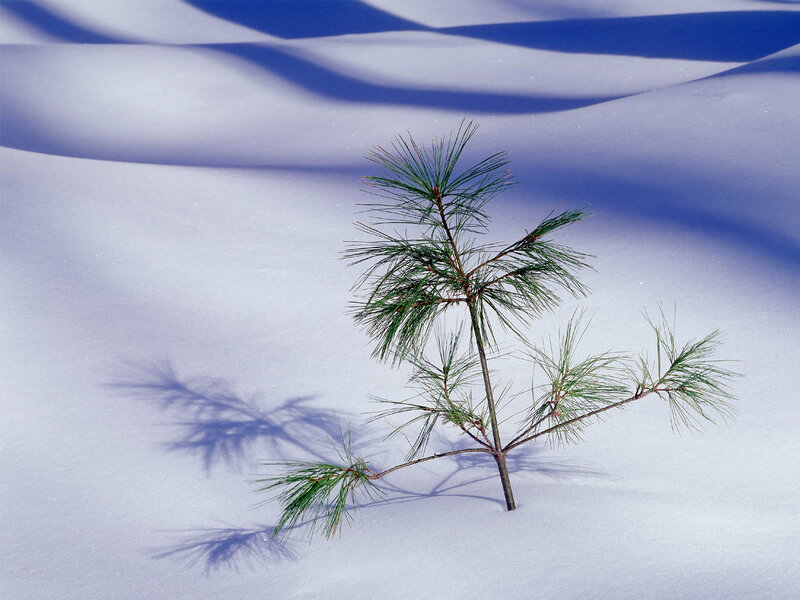 Pine Sapling in Snow — White