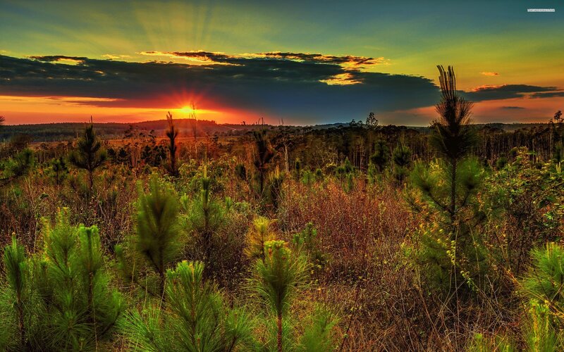 Pine Saplings at Sunset — Green