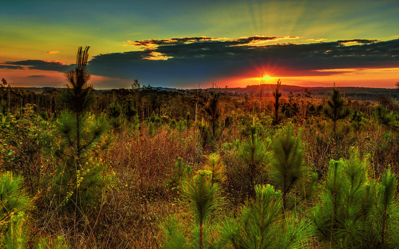 Pine Saplings at Sunset