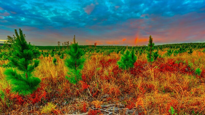 Pine Saplings in Field — Blue, Dramatic