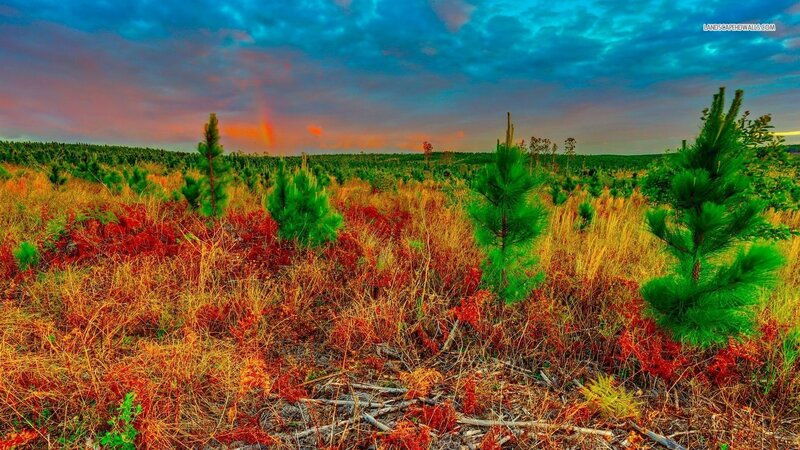 Pine Saplings in Field — Green