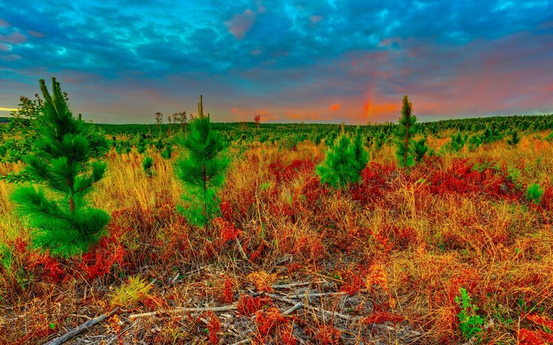 Pine Saplings in Field