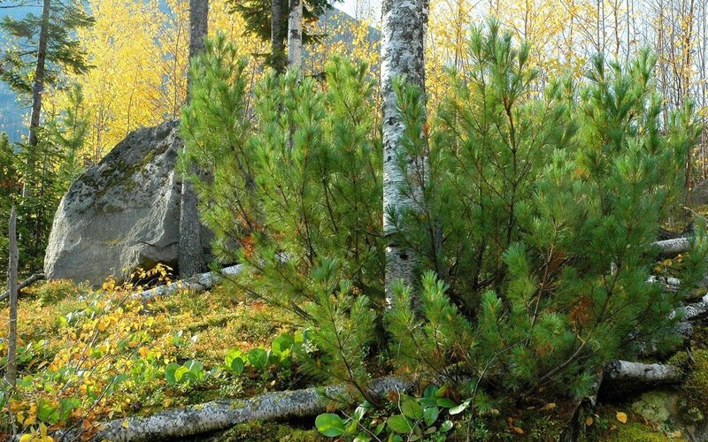 Pine Saplings in Forest — Green