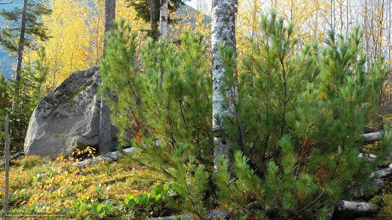 Pine Saplings in Forest