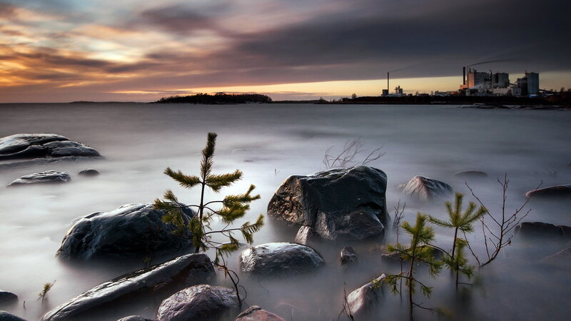Pine Saplings on Rocks